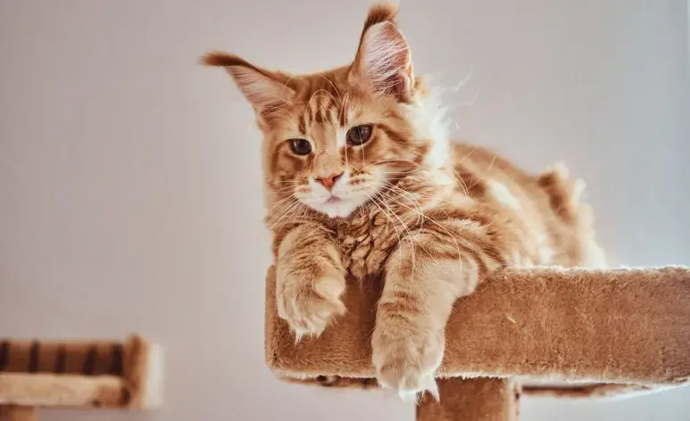 Los gatos Maine Coon necesitan una alimentación especial, debido a su tamaño.