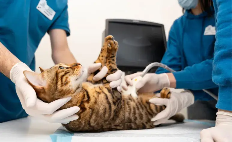 La castración ayuda a controlar la natalidad y evitar el abandono de mascotas.