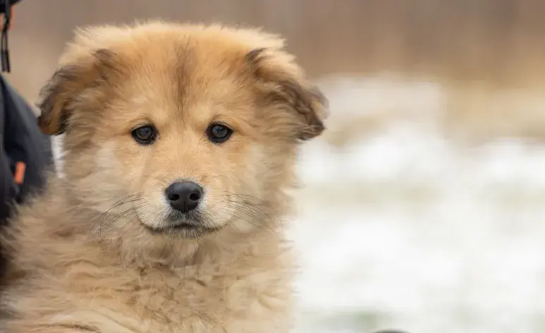 Un cachorro puede estar delgado por muchas razones: desnutrición, estrés, parásitos.