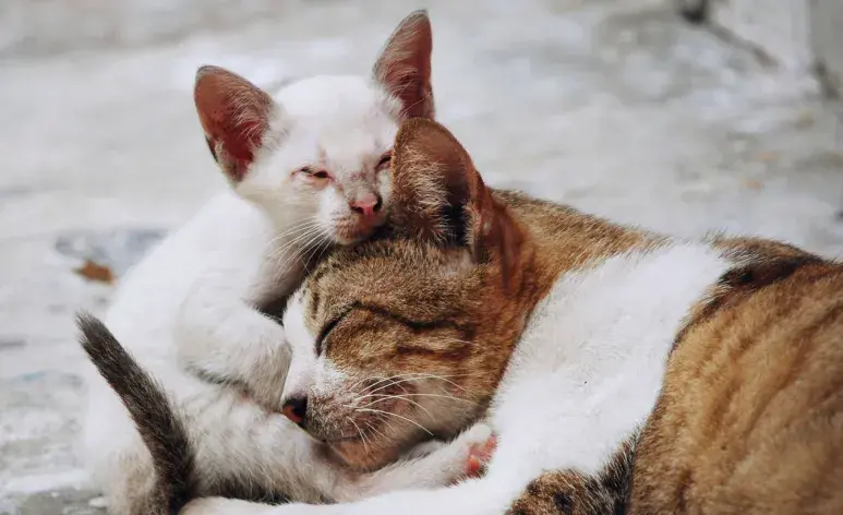Los gatos son territoriales, así que no los dejes la primera vez juntos.
