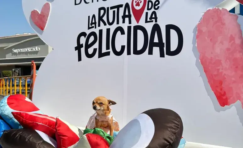 Durante el evento, tú y tu perro podrán disfrutar de actividades que cambian durante el año.