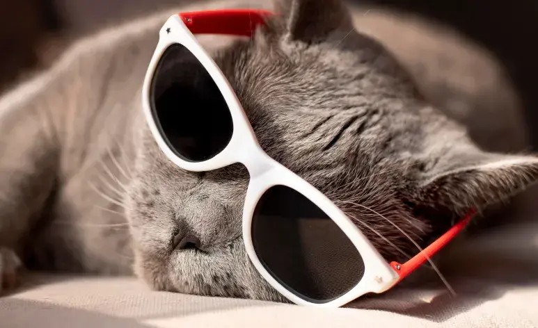 Durante el calor, es normal que tu gato pierda el apetito. Pero revisa que coma lo suficiente.