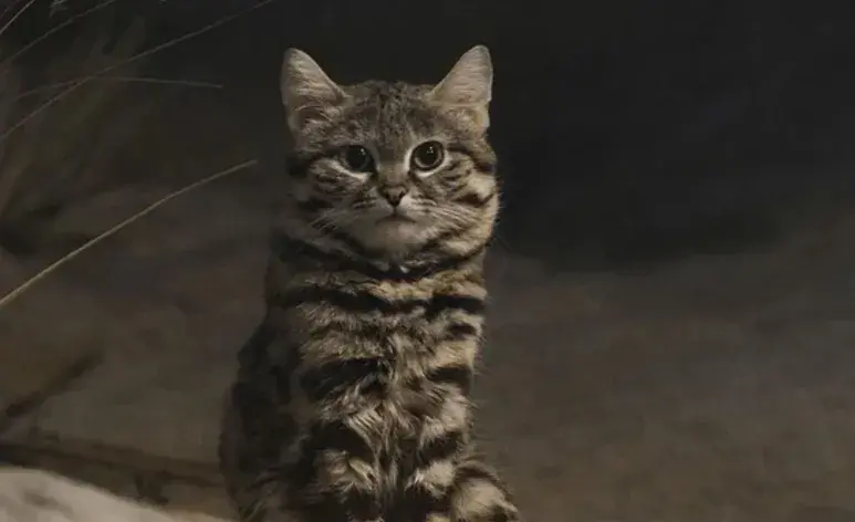 Gyra también es conocido como gato patinegro y es el felino más letal del planeta.
