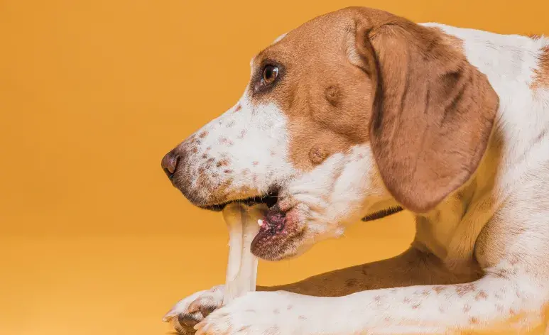 Tu perro se puede lamer las patas porque busca tu atención.