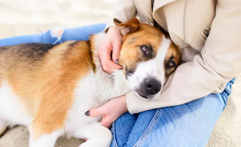 Los pañales son una gran opción para evitar embarazos en perros, pero ¡ojo! Nada mejor que la esterilización. 