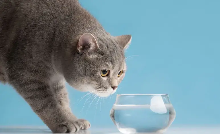 Si tu gato no quiere tomar agua, puedes darle alimento húmedo.