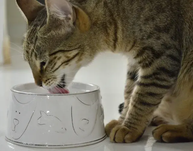 Es muy normal que el gato beba mucha agua en los días calurosos o después de jugar y hacer ejercicio.