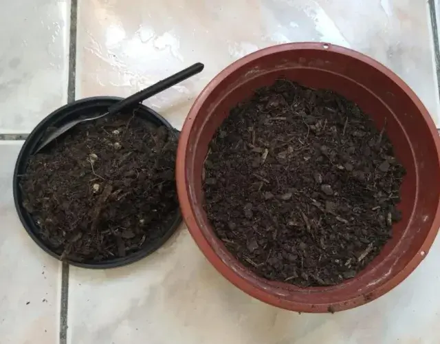 Cómo plantar hierba de palomitas para tu gato