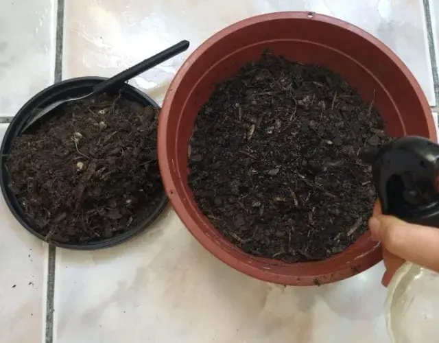 Cómo plantar hierba de palomitas para tu gato