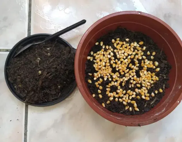 Cómo plantar hierba de palomitas para tu gato