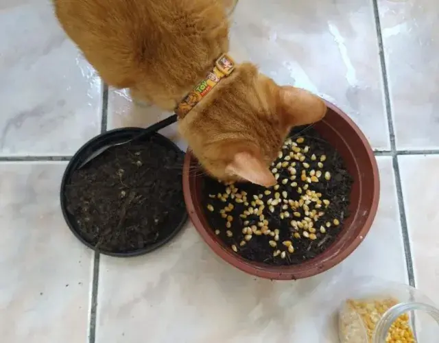 Cómo plantar hierba de palomitas para tu gato