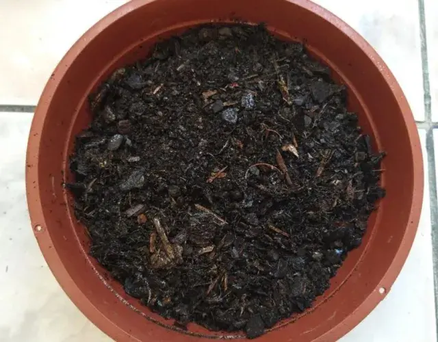 Cómo plantar hierba de palomitas para tu gato