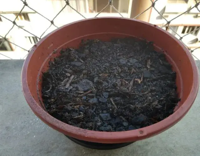 Cómo plantar hierba de palomitas para tu gato