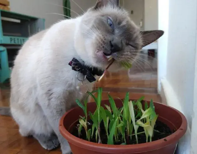 Cómo plantar hierba de palomitas para tu gato