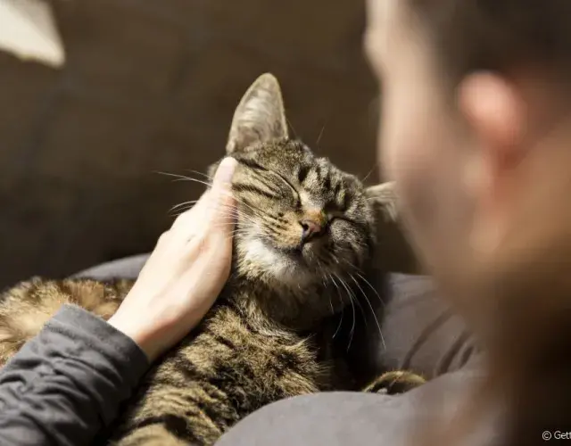 Cómo reconoce un gato a su tutor
