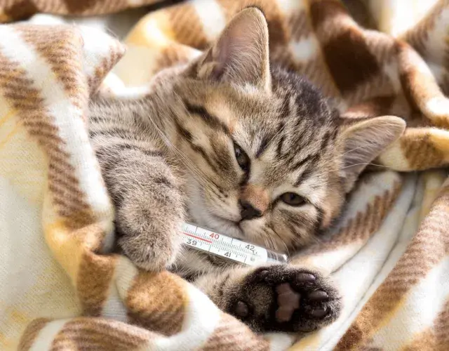 Fiebre en gatos