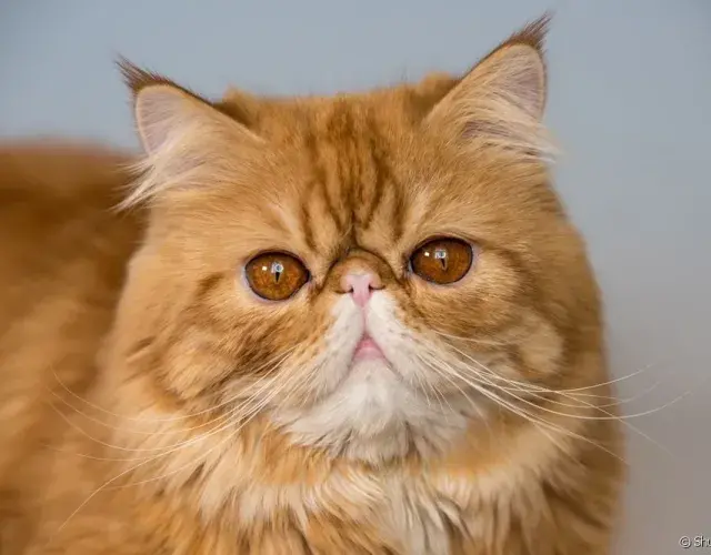 Nombres para gatos naranja