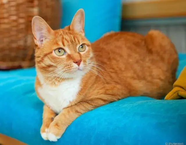Nombres para gatos naranjas