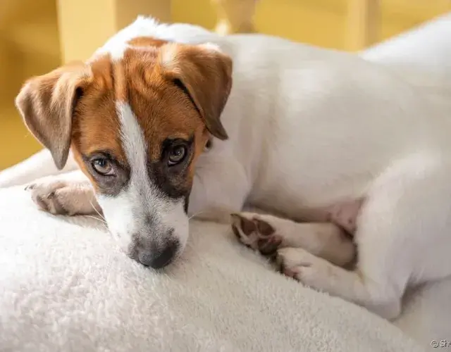 Vómito y diarrea con sangre en perros
