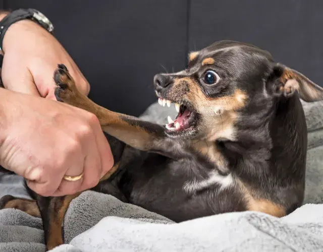 Pinscher bravo 