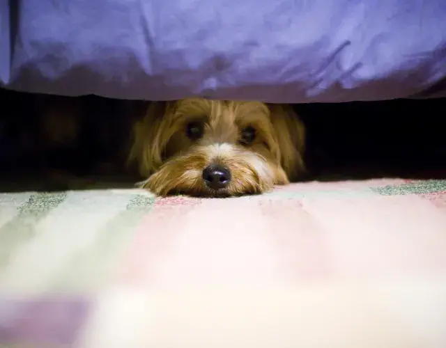 cachorro com medo debaixo da cama