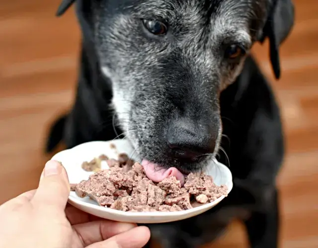 cachorro comendo sachê 