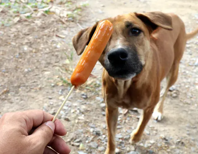 cachorro olhando uma salsicha