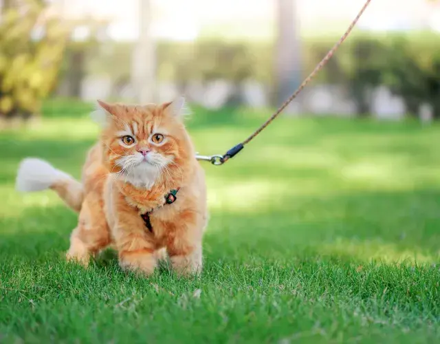 Gato amarelo no gramado usando coleira de passeio