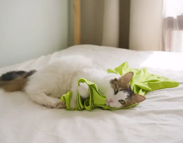gatinho branco mordendo blusa verde em cima da cama