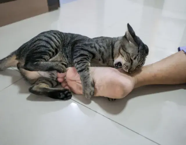 El gato muerde: ¡existen maneras de evitar este problema!
