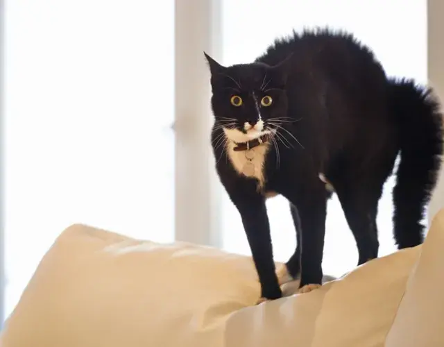 ¿Por qué muerden los gatos? Los felinos avisan que van a atacar. ¡Presta atención a las señales!