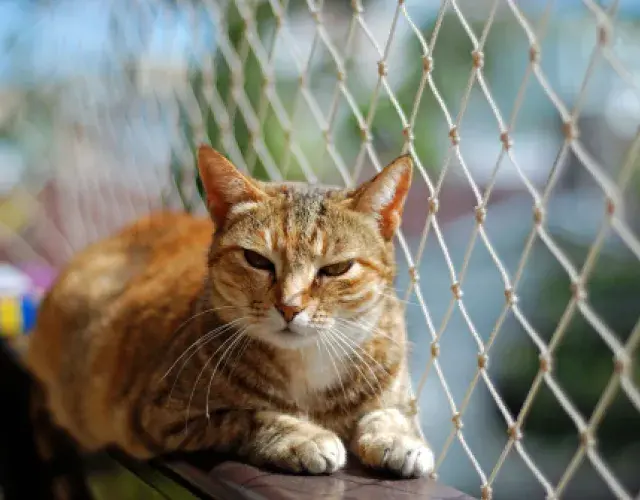 La red de protección para gatos debe impedir que el animal coloque todo el hocico en el agujero
