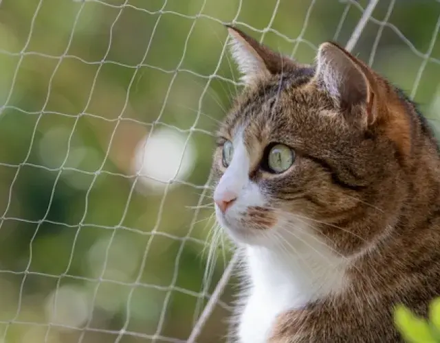 Lo ideal es que la red para gatos tenga agujeros más pequeños