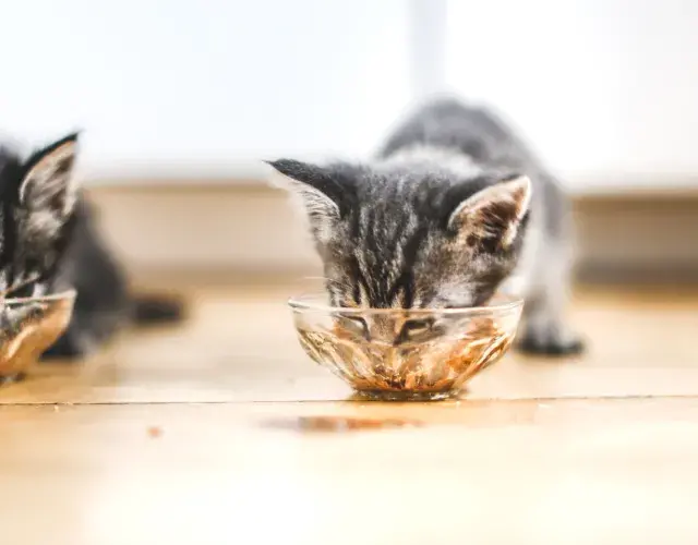 gatinhos filhotes comendo sache