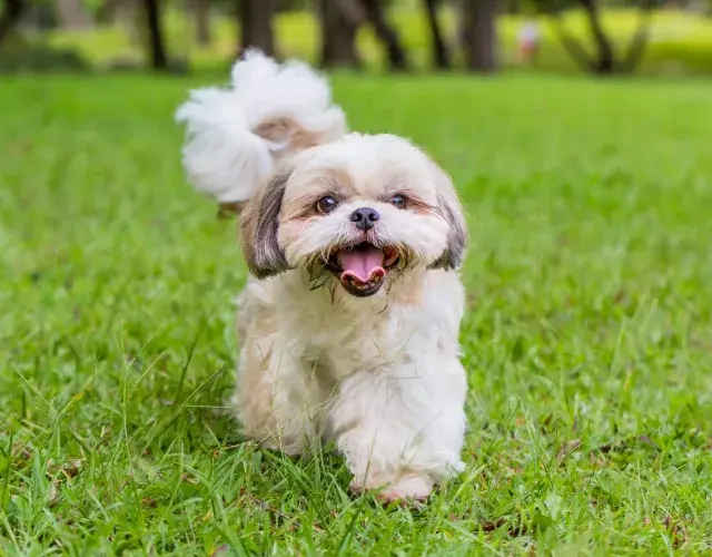Shih tzu: todo sobre la raza: salud, temperamento, porte...