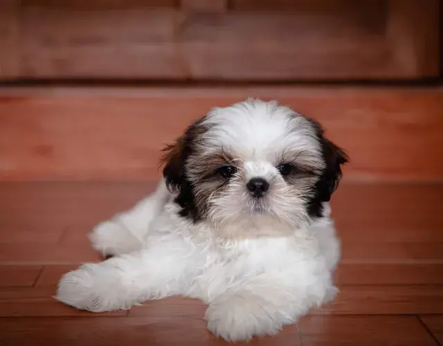 Shih tzu