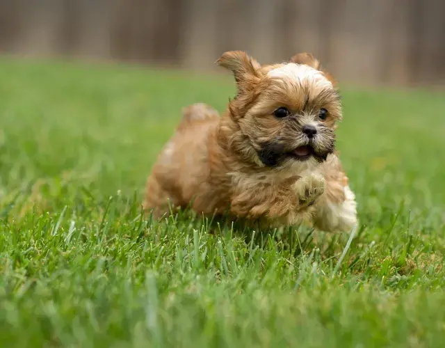 Shih tzu