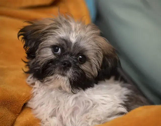Shih tzu