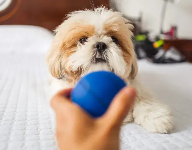 Shih tzu