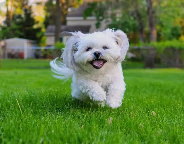 Shih tzu