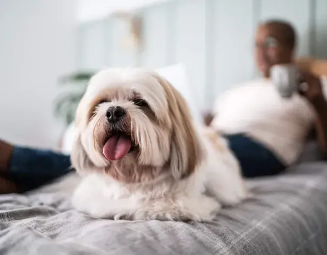 Shih tzu