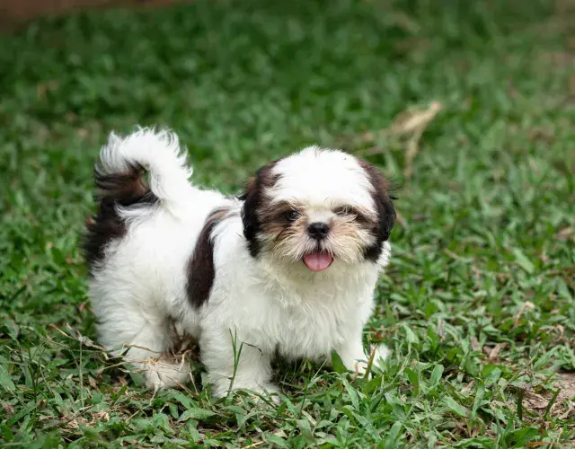 Shih tzu