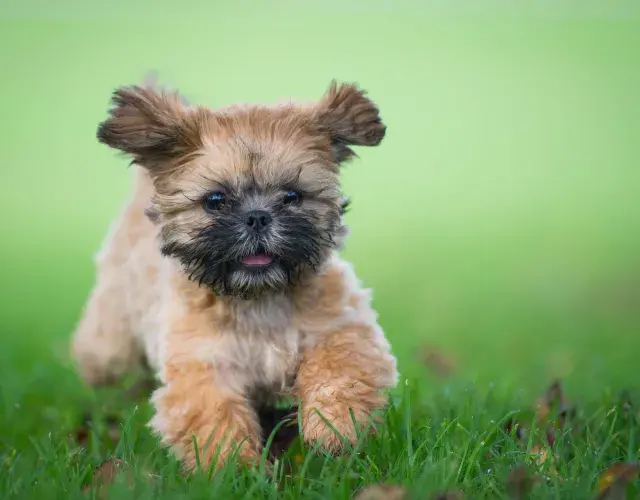Shih tzu: todo sobre la raza: salud, temperamento, porte...