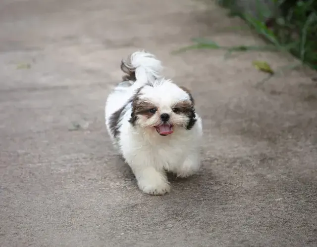Shih tzu