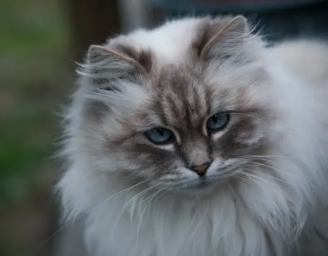 gato siberiano branco