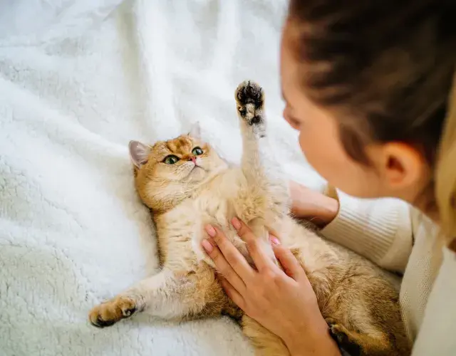 Es importante saber cómo conquistar a un gato asustado gatinho deitado na cama com tutora recebendo carinho