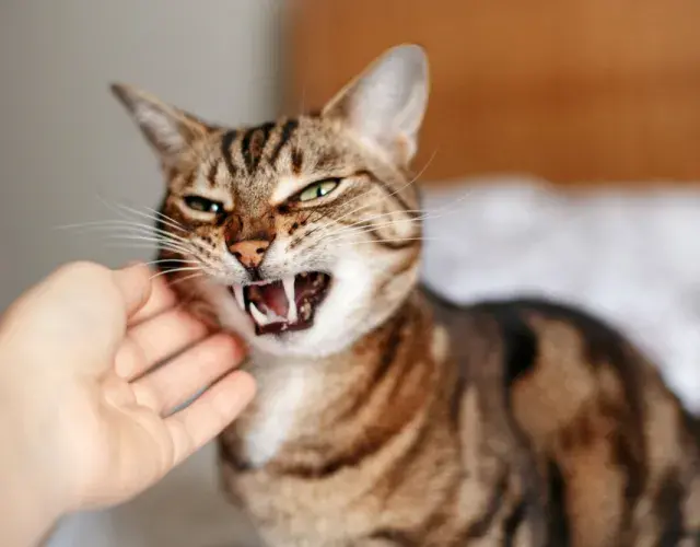 gato bravo com tutora