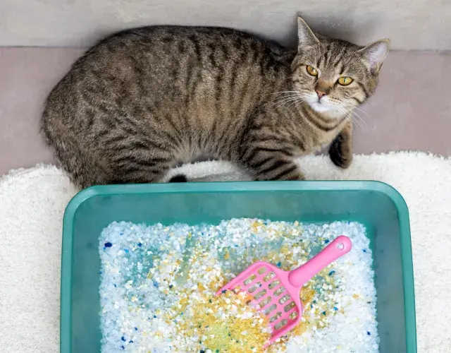 gatinha ao lado da caixa de areia