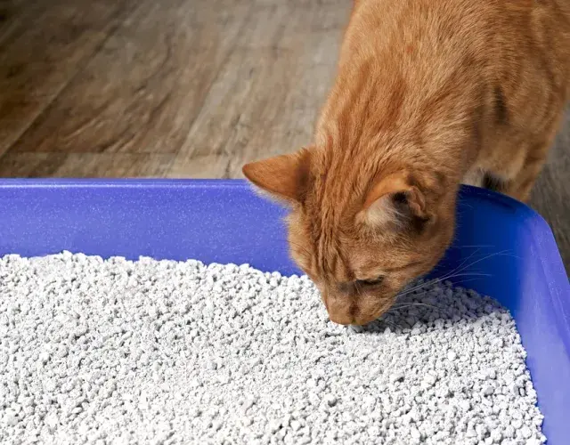 gato cheirando a areia