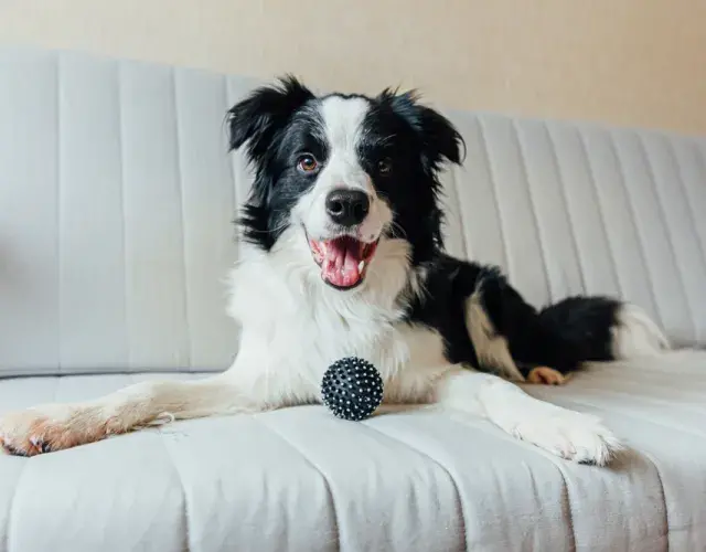 Border Collie